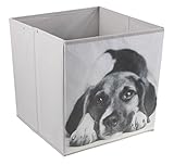 Puppy Collapsible Storage Box and Closet Organizer - Black and White