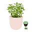 Marjoram