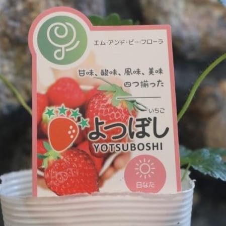 Amazon.co.jp: イチゴ苗 よつぼし 3～3.5号ポット苗 3株セット