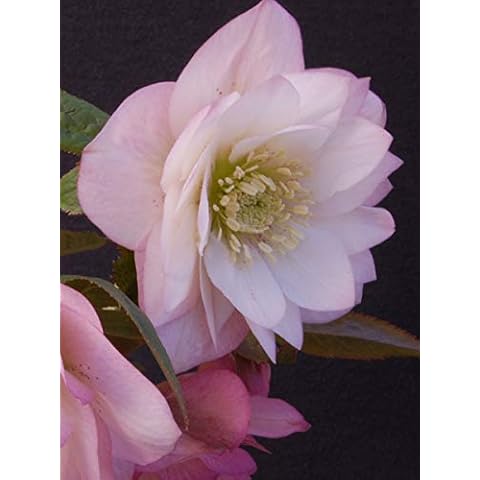 Perennial Farm Marketplace Helleborus x W.J. 'Cotton Candy' (Lenten Rose) Perennial, 1 Quart, Pink Flowers Cover