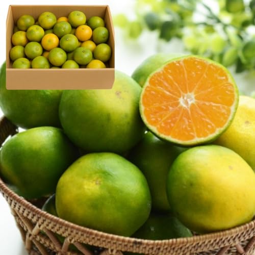 ς舤Q y݂z 󂠂 Â B  k ƒp QY  Y  ( 5kg (̏d))