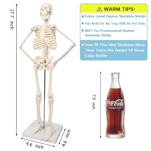 45 cm Hoch Menschliches Skelett Modell für Anatomie,Menschliches Körpermodell,Ganzkörper mit beweglichen Armen, Beinknochenstrukturen, Ganze Wirbelsäulenrippen des Skelettmodells sind integriert