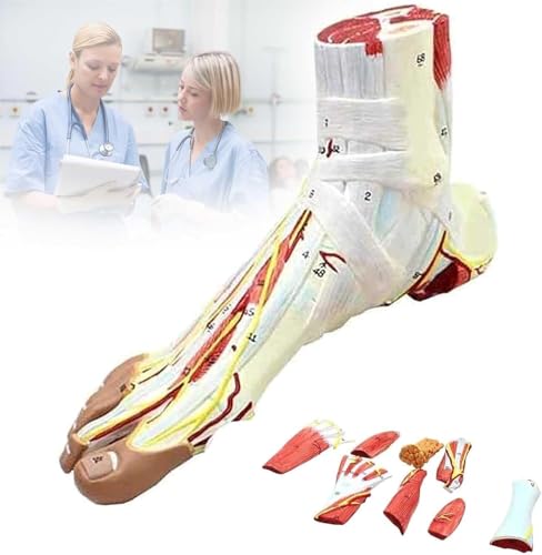 Modèle anatomique du pied humain pour expliquer les pathologies plantaires en cabinet
