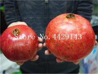 Amazon Co Jp 種子 50個盆栽の木のザクロ果物の家の植物おいしい果物95 の芽を育てる家庭の植物のための非常に大きくて甘い盆栽 12 Diy 工具 ガーデン Amazon Co Jp 種子 50個盆栽の木のザクロ果物の家の植物おいしい果物95 の芽を育てる家庭の植物のための非常に大きくて甘い盆栽 12 Diy 工具 ガーデン