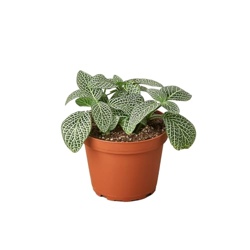 Fittonia 'White Nerve Plant' | Live Plant for...