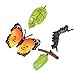 Hemoton 3Sets Schmetterling Lebensdauer Zyklus Figuren Tier Leben Wachstum Zyklus Biologischen Modell Abbildung Spielzeug Schmetterling Insekt Bauernhof Tier Wachstum Modell Kuchen Topper