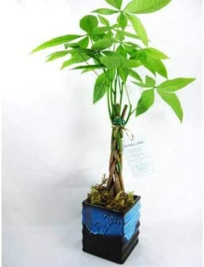 5 Money Tree Plants Braided Into 1 Tree -Pachira with 4" Dark Blue Ceramic Pot