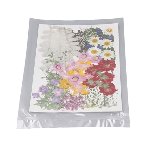 Kit de Flores Secas, Kit de Amostra de Plantas Versátil e Fácil de Usar, Faça você Mesmo Vívido, 100
