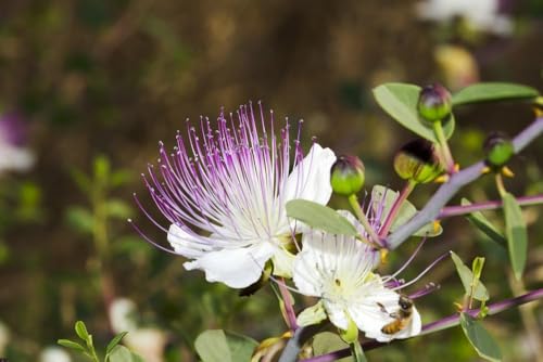 Grow Your Secret Garden Kapernstrauch ff Kletterpflanze