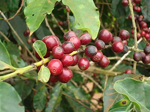 CAFES GUILIS DESDE 1928 AMANTES DEL CAFE Café Grano de Oro Smalto naturale umido 1 kg Confezione da 2 kg