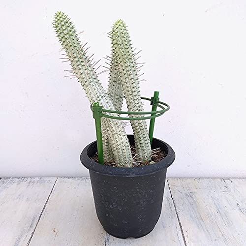 ユーフォルビア：シラカバキリン 4号[多肉植物]