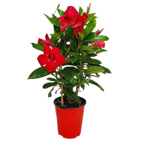 Mandevilla Live Flowering Plant - Red Mandevilla Plant Trellis - 18 Hoop 18 to 20 Overall Height - 1 Gallon (Plant Only)