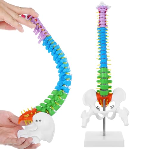 Image of Scientific Mini Colorful Spine Model, 17.7 Inches Flexible Human Spine Model with Base, Anatomy Education Spine Model, Vertebral Column Model with Spinal Nerves Pelvis Femur for Teaching Demonstrating