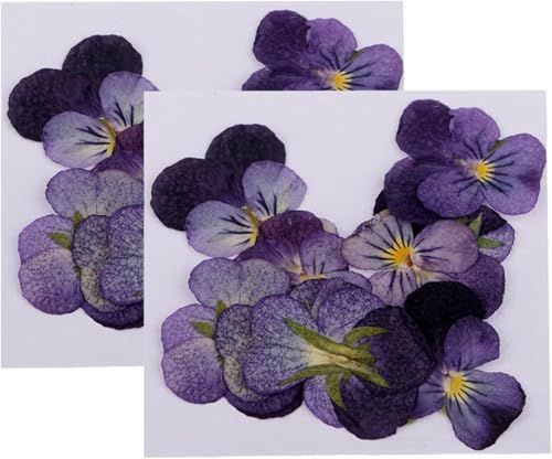 24 piezas de flores violetas secas naturales para manualidades miniatura 1