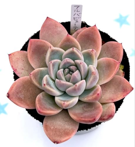 �����A�� �A���o�r���[�e�B�[ �����c