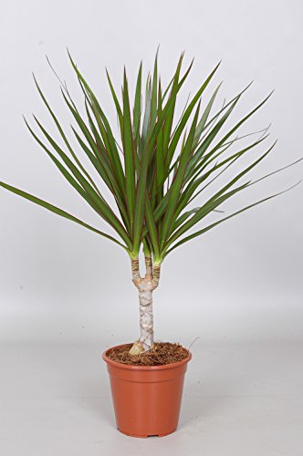 Dracaena marginata H45 d12cm Confezione da 1PZ