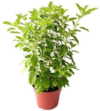 SEEDTREES Live Rama Green/Hari Tulsi Plant For Outdoor Gardening Live Ayurveda/Ayurvedic Medicine Plant With Black Plastic Pot (Pack of 2) (B0CTQB7XYQ) Amazon Price History, Amazon Price Tracker