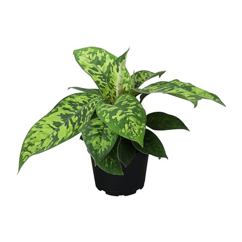 Variegated Camouflage Homalomena Plant (Approx. 14" Tall) in 6" Pot,