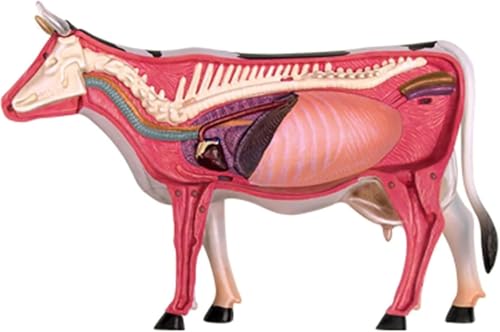 Modèle anatomique vache 4D casse-tête éducatif et kit d'anatomie bovine - 4