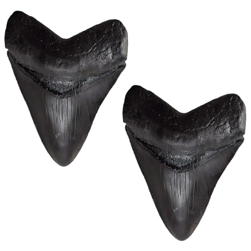 byepica Megalodon Tooth Replica, 2 Pcs Fossil Shark Teeth Kit, 3.3 x 2.6 in Black PVC, Model for Collection Display, Science Education, Prehistoric Marine Life