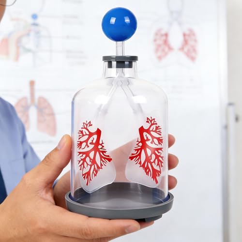 Modèle d'échange de gaz pulmonaire pour simuler la diaphragme - 6