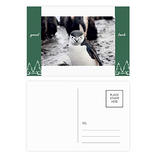 Carte postale pingouin DIYthinker lot de 20 à offrir aux passionnés