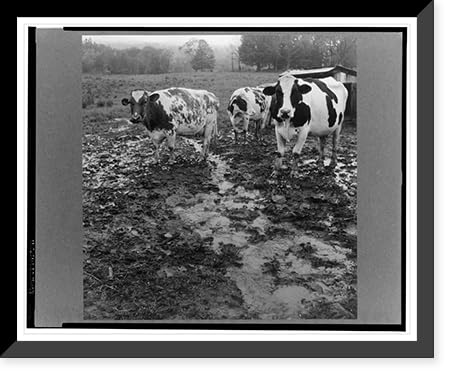 Historic Framed Print, Cows out in the rain on the farm of