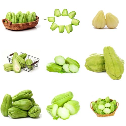 semillas de chayote orgánicas balcón siembra de trepadoras resistentes para lugares soleados balcón exterior fresco, 10pcs