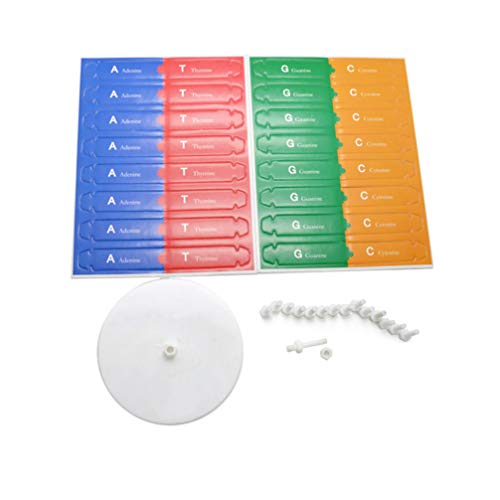 NUOBESTY Modello di Dna per l'insegnamento