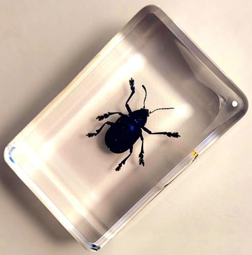 Image of 44mm Real Cobalt Blue Milkweed Beetle in Crystal Clear Lucite Resin Specimen Preserved Insect Bugs Taxidermy Crafts Collection for Biology Science Education & Desk Ornament Display Supplies