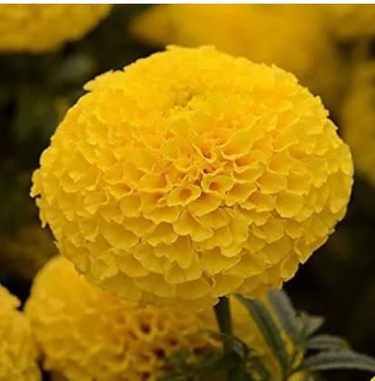 See full amazon price history chart for Marigold (Genda Fool) Flower Seeds Pack Of 50 Hybrid Seeds (Yellow) Marigold (Genda Fool) Flower Seeds Pack Of 50 Hybrid Seeds (Yellow) (B0BZZMQ7V1) Amazon Price History, Amazon Price Tracker