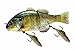 Jackall Gigantarel 8' Floatng 5.4 Oz. Jointed Swimbait RT Ghost Gill New in Box