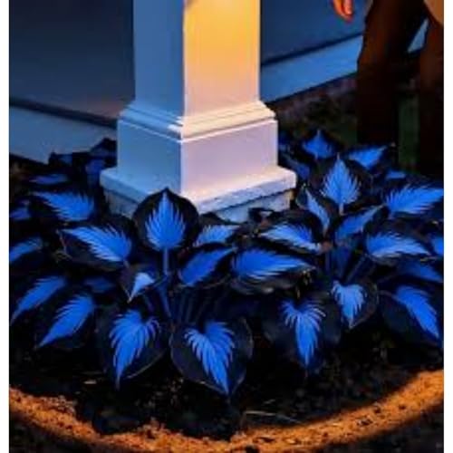 Hosta Tubérculos Resistentes - Hosta Rizoma para Jardín-4Tubérculos-D