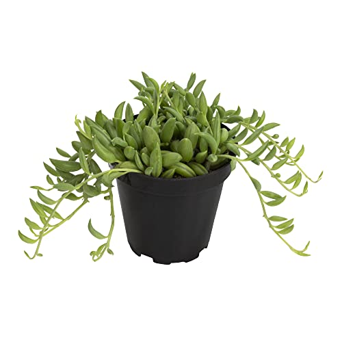 Altman Plants, 3.5” String Of Bananas Succulent Live, Indoor Plant Unique Succulent Plants Live Plants House Plants, Live Succulents Plants Live Plant House Plant, Indoor Plants Live Houseplants Live #TOP20