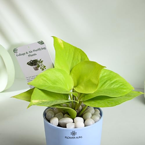 Image of FlowerAura Air Purify Live Indoor Golden Money Plant In Blue Self Watering Pot With Manure For Living Room, Balcony, Home /Office Decor | Premium Gifting | Improving Air Quality | Reducing Stress