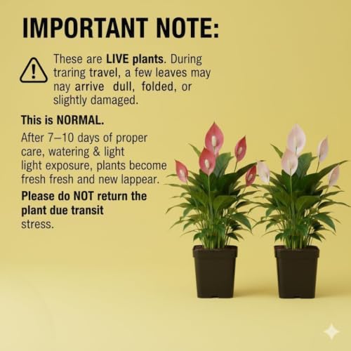 Image of Peace Lily Combo Plant | Live Indoor Flowering Spathiphyllum | Air Purifying Houseplant for Home and Office | Low Maintenance Decorative Plant for Gifting With Pot (PEACE LILY)