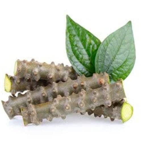 See full amazon price history chart for YOTOVA VX Natural Giloy Neem Tree Guruch Gulvel Guduchi Fresh Plant Stems Sticks Giloya Bel (7-inch) Set of 12 YOTOVA VX Natural Giloy Neem Tree Guruch Gulvel Guduchi Fresh Plant Stems Sticks Giloya Bel (7-inch) Set of 12 (B0BZLBJBJ1) Amazon Price History, Amazon Price Tracker