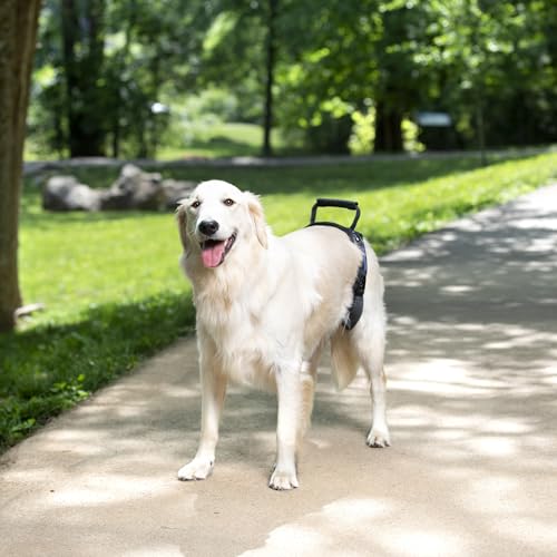 PetSafe Carelift, hinteres Unterstützungsgeschirr, Hebehilfe mit Griff und Schultergurt, geeignet für behinderte oder ältere Hunde, komfortabel, atmungsaktiv, einfach verstellbar, L