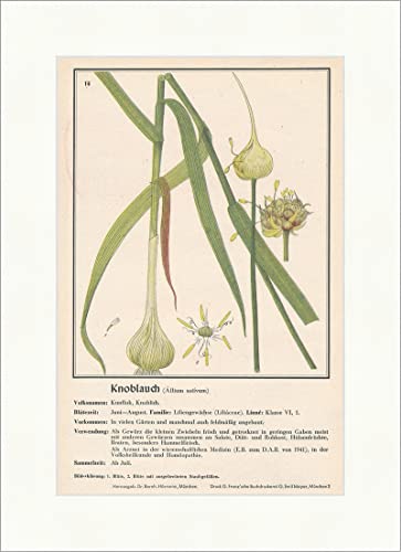 Biller Antik Ajo Allium sativum Kunflok Lirio Plantas medicinales Hierbas medicinales 164
