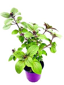 FLORAPARTNER Strauchbasilikum African Blue 4er Set