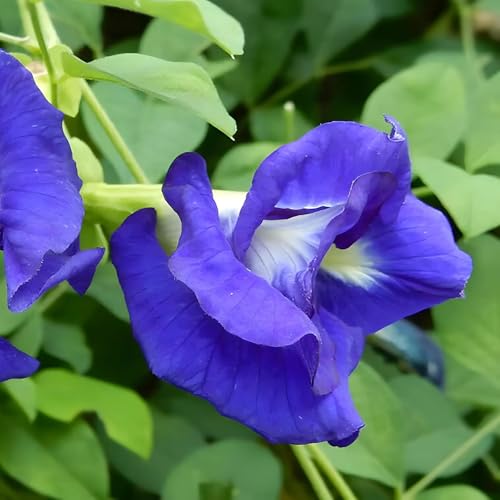 Image of Aparajita Plant (Butterfly Pea - Clitoria Ternatea) Live Flower Vine for Balcony & Terrace (Blue Double Petal (Pack of 1))