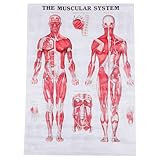 Affiches d'anatomie humaine : l'affiche de dissection humaine convient aux salles de classe, aux écoles, aux laboratoires, etc. ; affiche du système squelettique