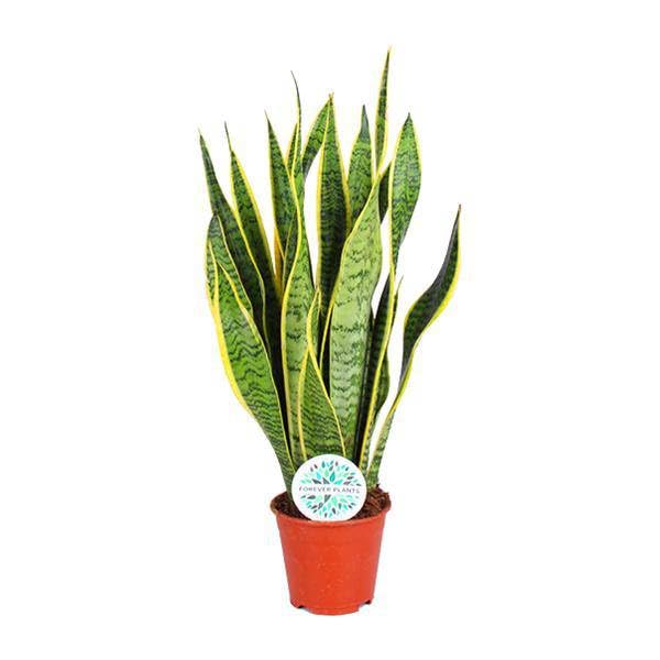 Sansevieria Trifasciata Laurentii – Ø14 cm – 50 cm