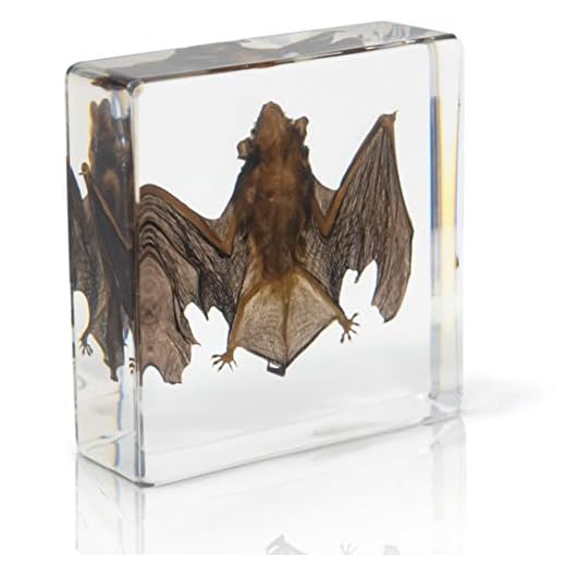 Bat Specimen- Real Bat Specimen, Encased Animal Specimen for Science Classrooms or Gifts, by American Heritage Industries