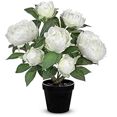 White - Peonies