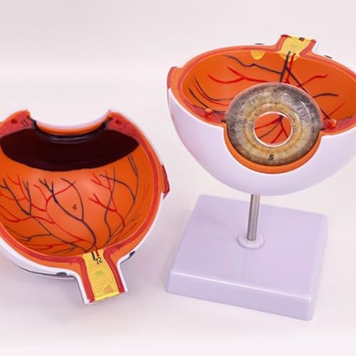 Modèle d'anatomie du globe oculaire humain 6x avec membrane triple couche
