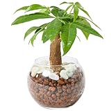 bloomee(ブルーミー) パキラ 3号 ハイドロカルチャー 観葉植物 本物 ミニ 小型 (虫がわかない 土を使わない) 石 透明 ガラス 白 小粒 (初心者向け) インテリア おしゃれ かわいい 水耕栽培