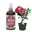 Desert Rose