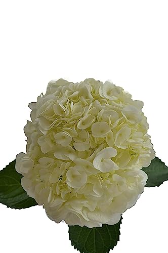 Blooms2Door PRIME NEXT DAY DELIVERY - Mother’s Day Collection - 15 White Hydrangeas .Gift for Birthday, Sympathy, Anniversary, Get Well, Thank You, Valentine, Mother’s Day Fresh Flowers - Thumbnail 4