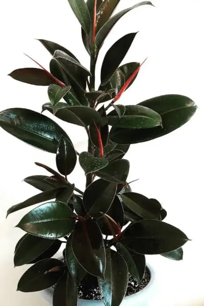 Rubber Plant/Black Rubber Plant for Indoor Home Decoration without Pot PACK OF 1-image-34